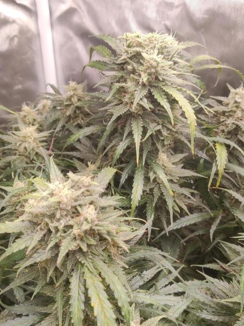 Sunset Sherbet auto - Zamnesia. Week 13