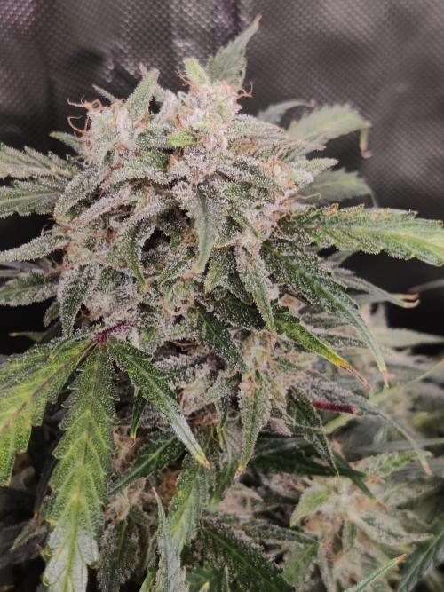 Sunset Sherbet auto - Zamnesia. Week 14