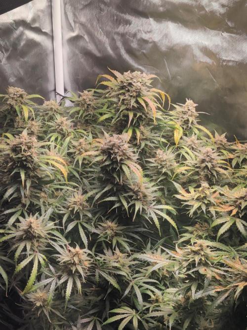 Sunset Sherbet auto - Zamnesia. Week 14