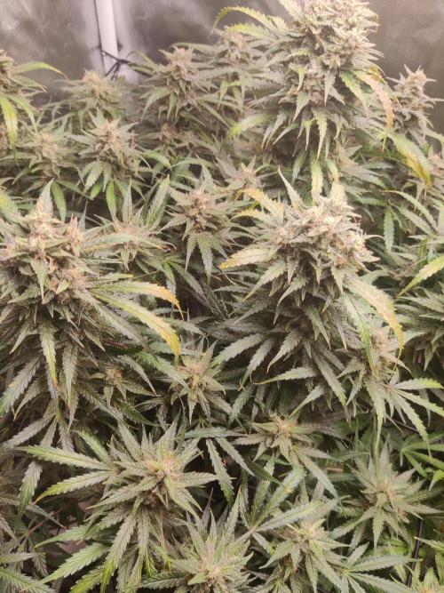 Sunset Sherbet auto - Zamnesia. Week 14