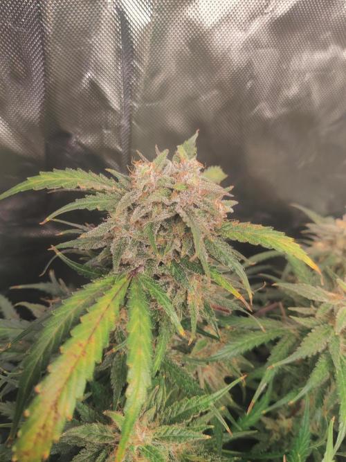 Sunset Sherbet auto - Zamnesia. Week 14