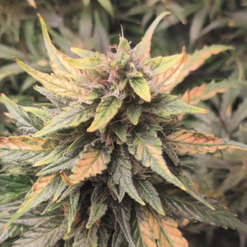 Sunset Sherbet auto - Zamnesia. Week 14