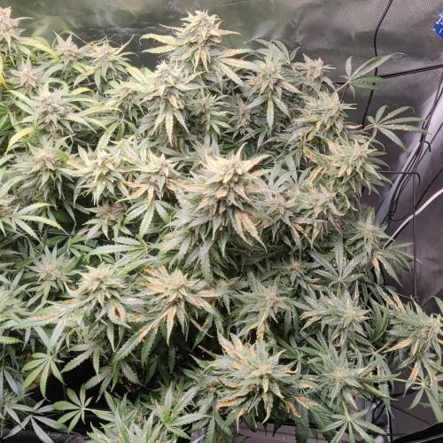 Sunset Sherbet auto - Zamnesia. Week 14