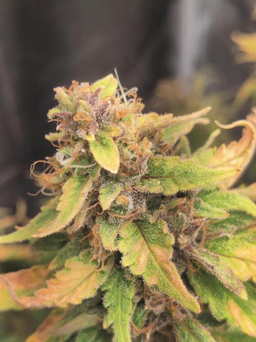 Sunset Sherbet auto - Zamnesia. Week 15