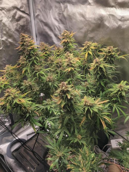 Sunset Sherbet auto - Zamnesia. Week 15