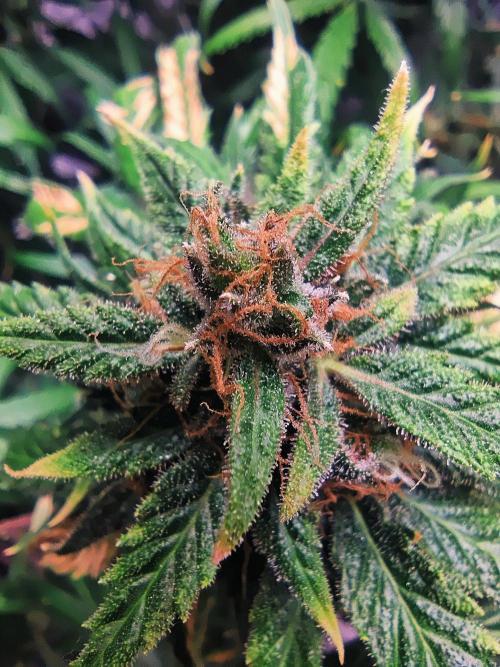 Sunset Sherbet auto - Zamnesia. Week 15