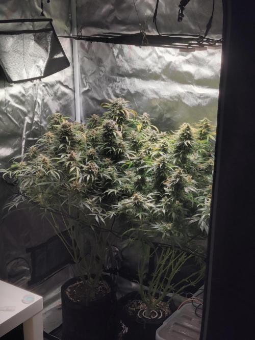 Sunset Sherbet auto - Zamnesia. Week 15