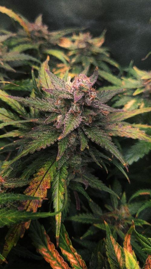 Sunset Sherbet auto - Zamnesia. Week 15