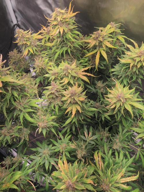 Sunset Sherbet auto - Zamnesia. Week 15