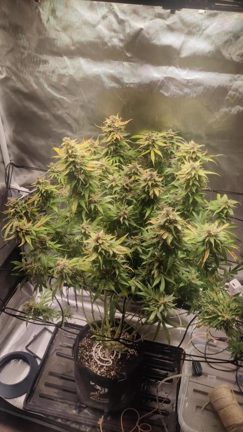Sunset Sherbet auto - Zamnesia. Week 15