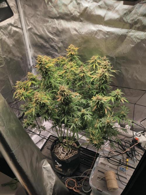 Sunset Sherbet auto - Zamnesia. Week 15