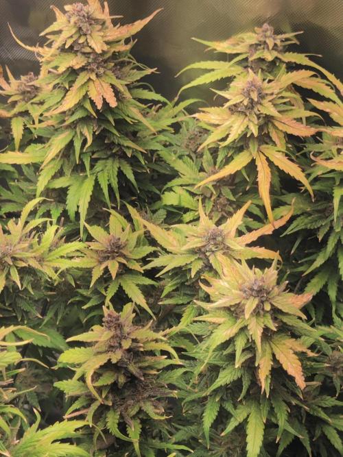 Sunset Sherbet auto - Zamnesia. Week 16