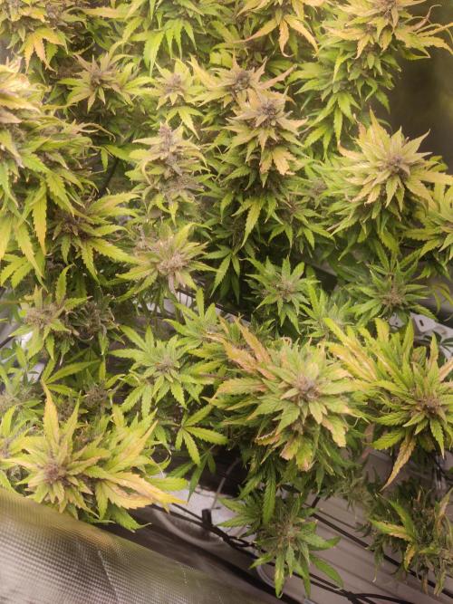 Sunset Sherbet auto - Zamnesia. Week 16