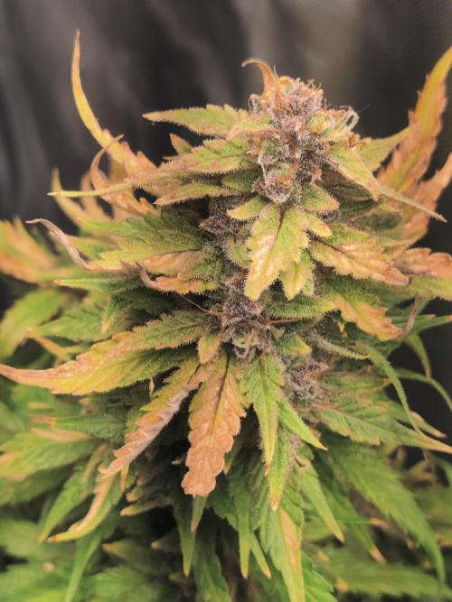 Sunset Sherbet auto - Zamnesia. Week 16