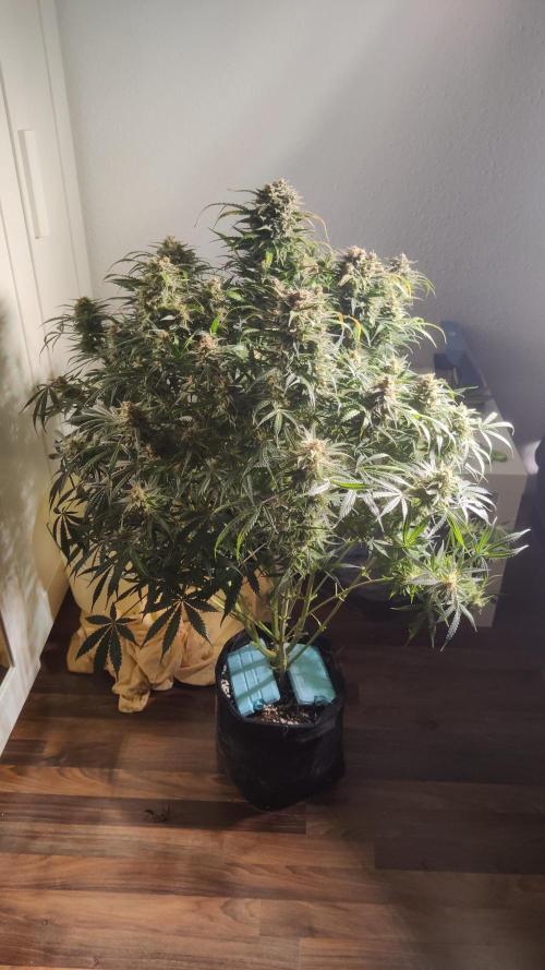 Sunset Sherbet auto - Zamnesia. Week 16