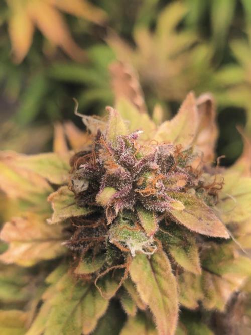 Sunset Sherbet auto - Zamnesia. Week 16