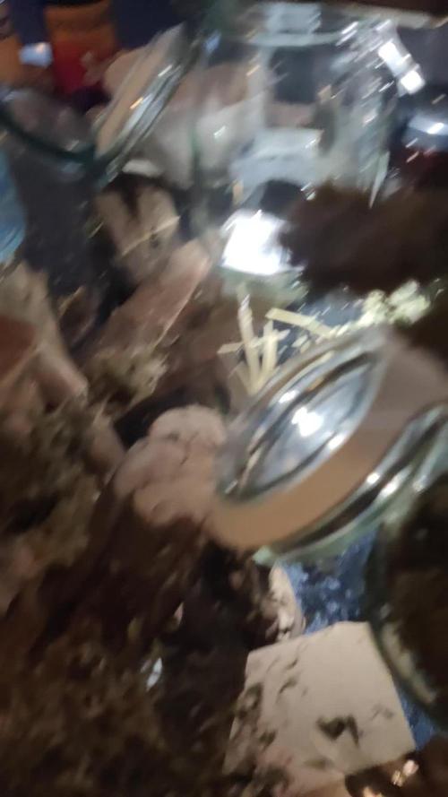 Sunset Sherbet auto - Zamnesia