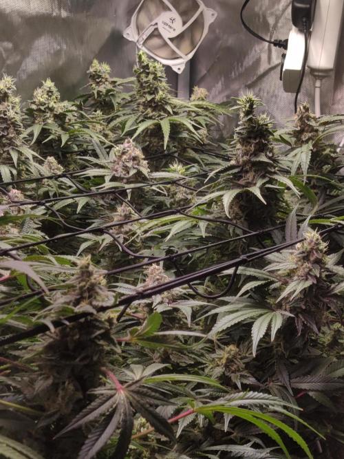 TRY ROOTBALL DRYING!. Week 25