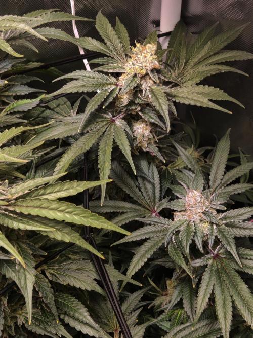 TRY ROOTBALL DRYING!. Week 25