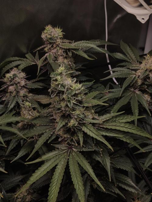 TRY ROOTBALL DRYING!. Week 25