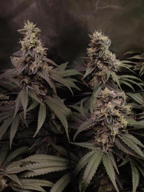 TRY ROOTBALL DRYING!. Week 25