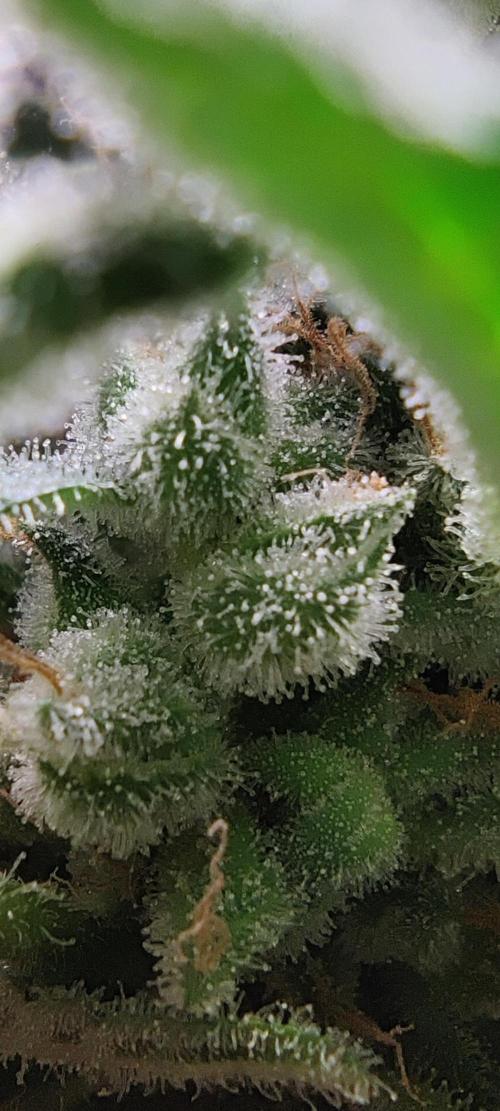 My First Clones :). Week 25