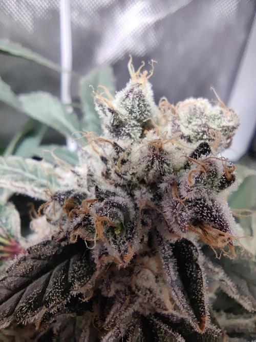 My First Clones :). Week 25