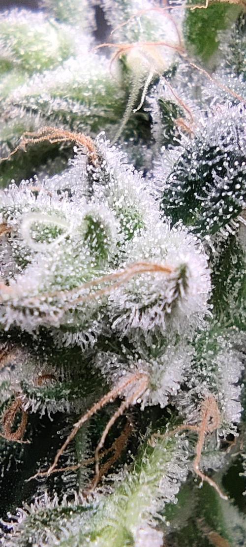 My First Clones :). Week 25