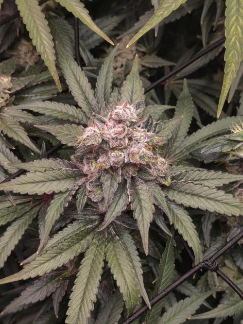 My First Clones :). Week 26