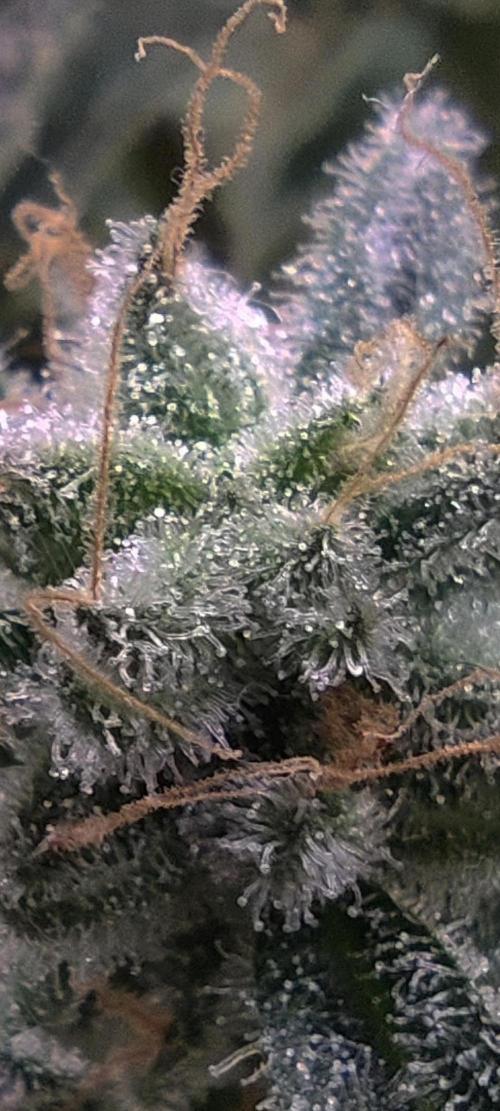 My First Clones :). Week 26