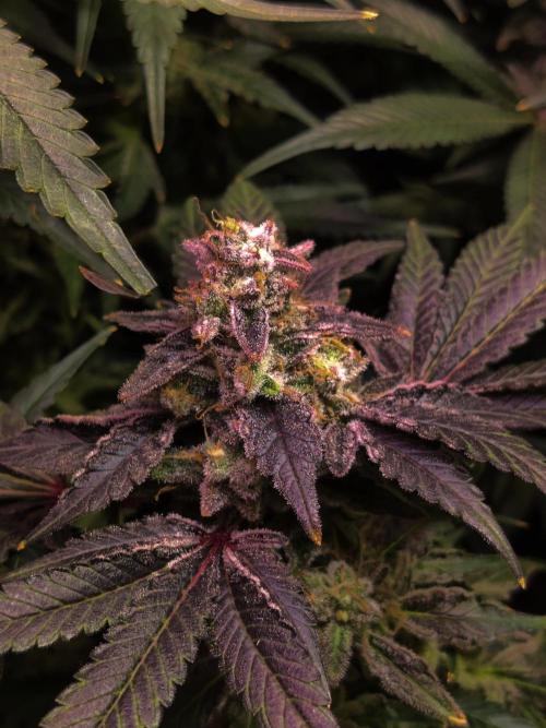 My First Clones :). Week 26