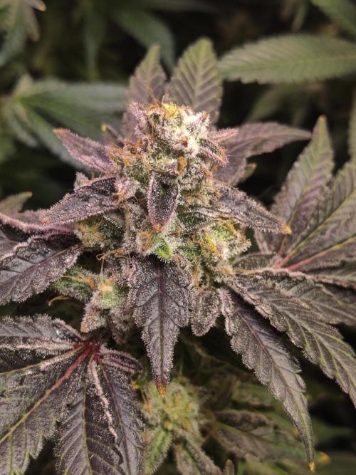 My First Clones :). Week 26