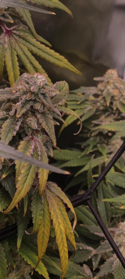 My First Clones :). Week 26