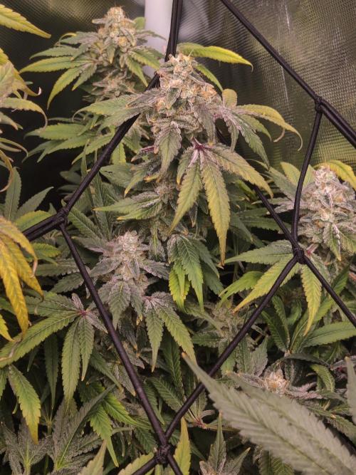 My First Clones :). Week 26