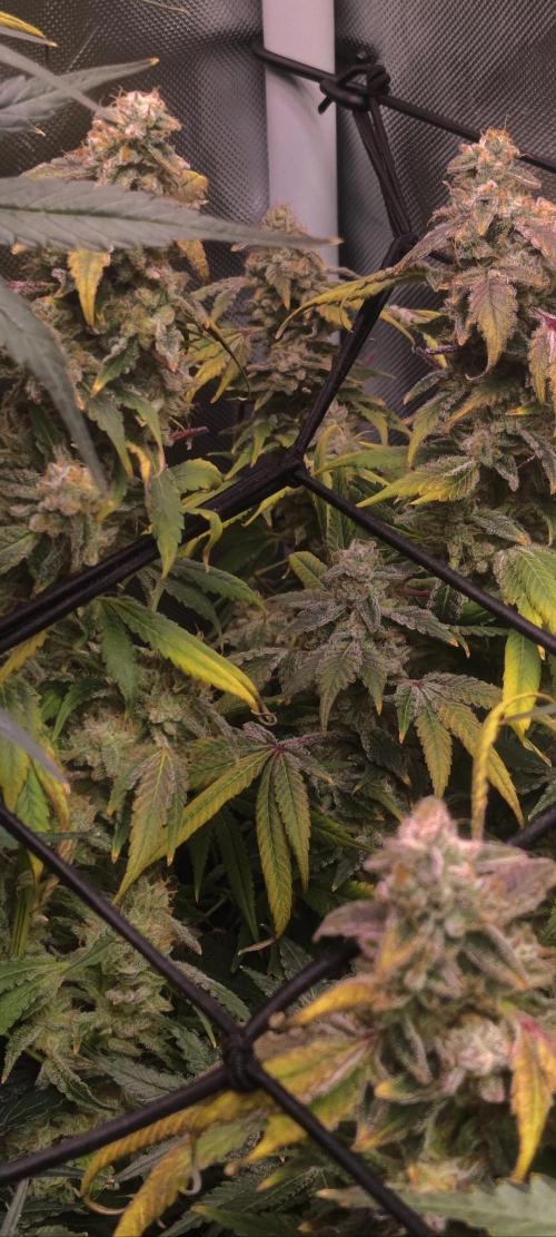 Mimosa + Clones :). Week 26