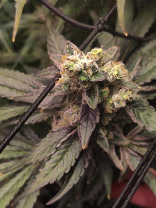 Mimosa + Clones :). Week 26