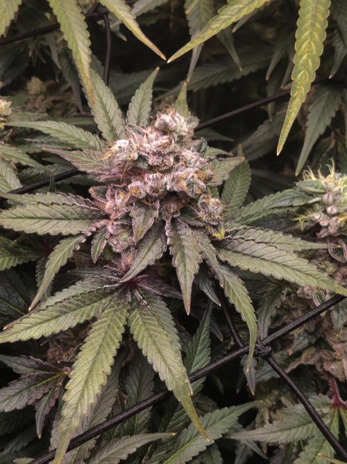 Mimosa + Clones :). Week 26