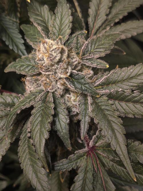 Mimosa + Clones :). Week 26