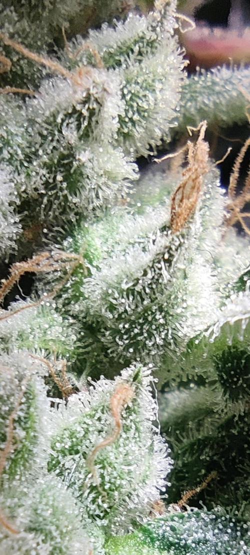 Mimosa + Clones :). Week 26