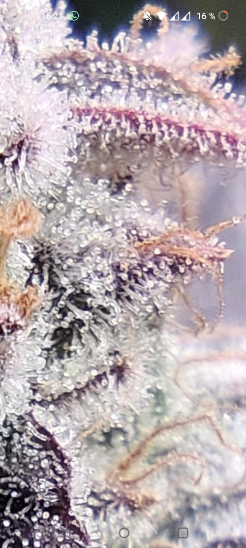 Mimosa + Clones :). Week 26