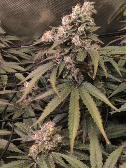 Mimosa + Clones :). Week 26