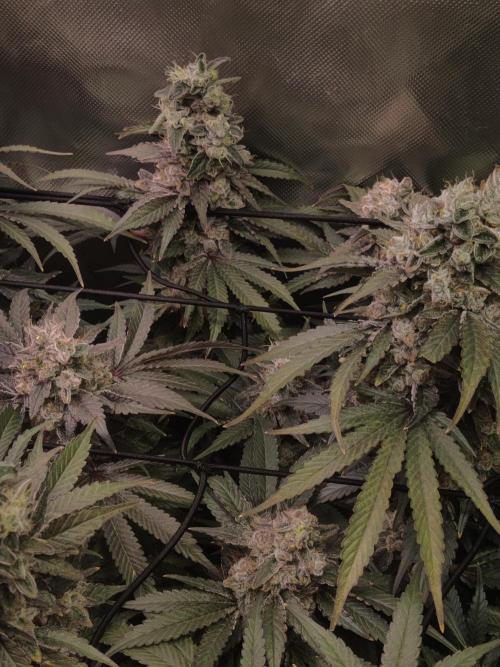 Mimosa + Clones :). Week 26