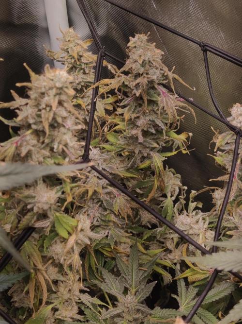 Mimosa + Clones :). Week 26