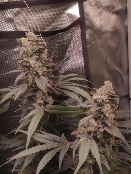 Mimosa + Clones :). Week 26