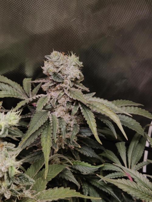 Mimosa + Clones :). Week 26