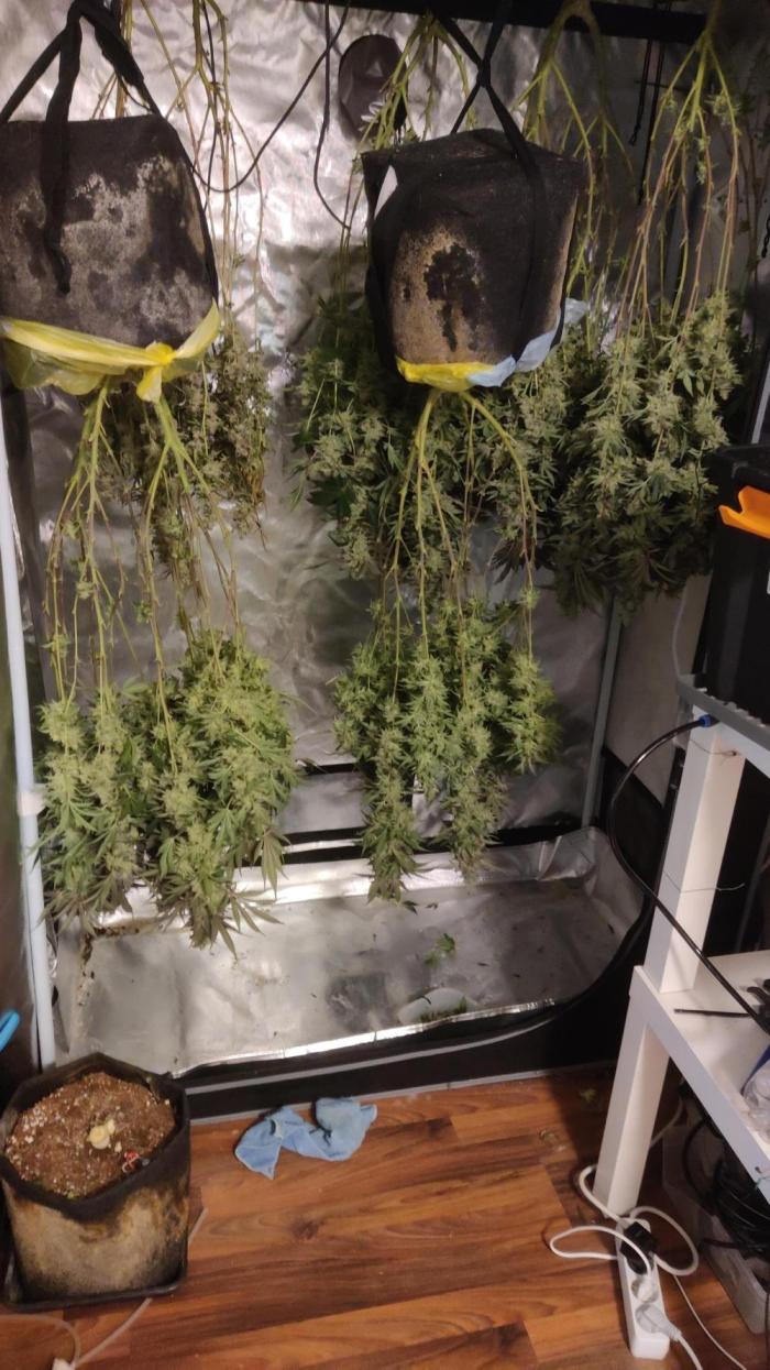 Mimosa + Clones :). Week 27