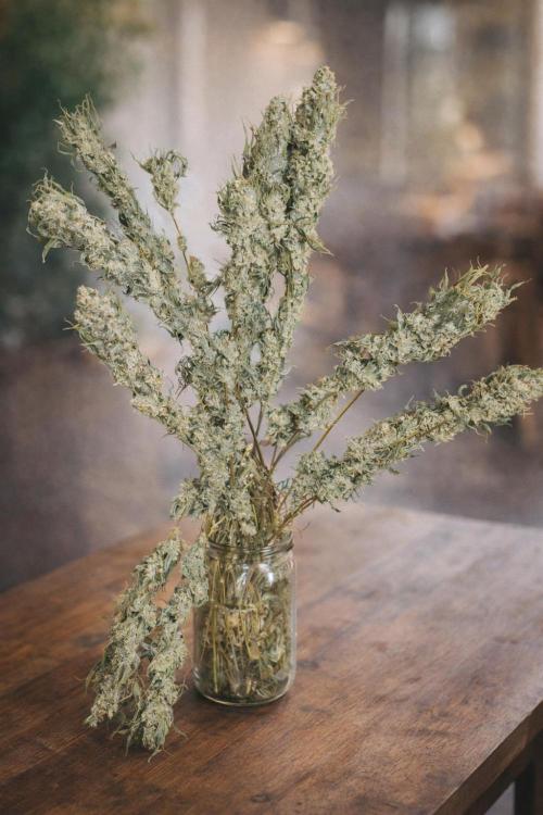 Mimosa + Clones :). Week 27 - 2nd Plant