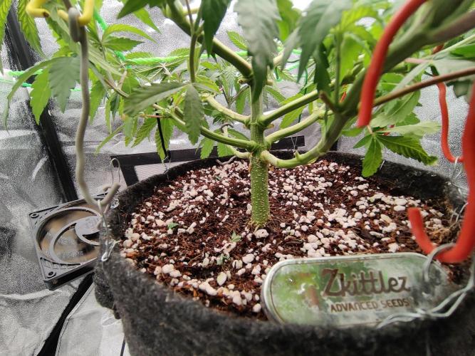 Zkittlez. Week 6
