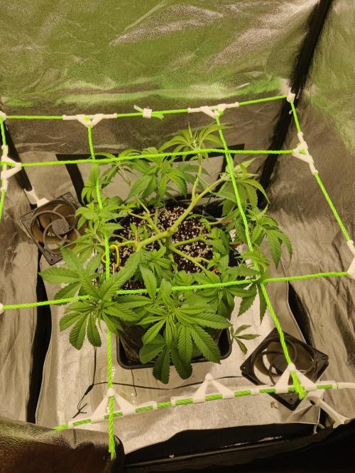 Zkittlez. Week 6