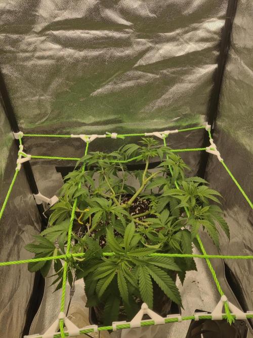 Zkittlez. Week 7